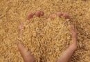 Экспорт агропромышленной продукции из Алтайского края может достигнуть 570 млн долларов